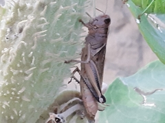 Melanoplus bivittatus