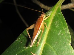Unka tribulatio