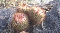 Mammillaria scrippsiana