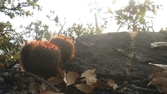 Mammillaria scrippsiana