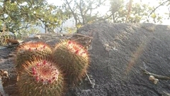 Mammillaria scrippsiana