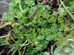 Chaerophyllum colensoi