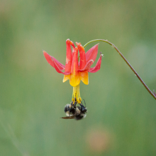 western columbine (Aquilegia formosa)