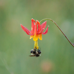 Aquilegia formosa