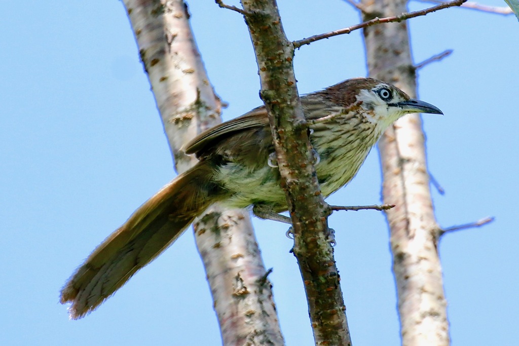 Spiny Babbler (Turdoides nipalensis) photo