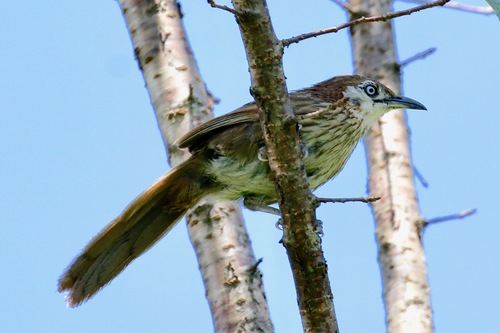 Spiny Babbler (turdoides Nipalensis) · Inaturalist