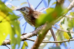 Turdoides nipalensis