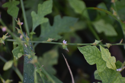 Image of Oxygonum sinuatum by (c) Justin Ponder, some rights reserved (CC BY)