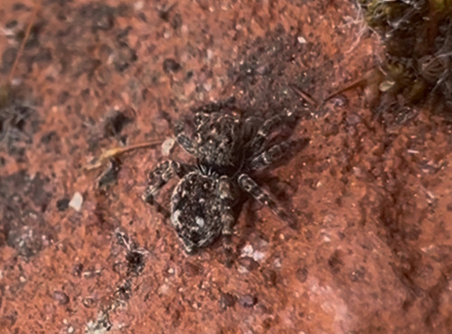 Photo of Downy jumping spider (Attulus pubescens)
