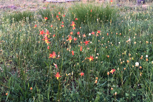 Aquilegia formosa