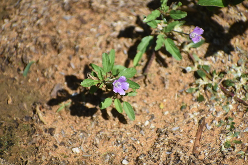 Image of Monsonia angustifolia by (c) Justin Ponder, some rights reserved (CC BY)