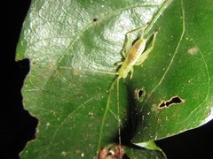 Unka tribulatio
