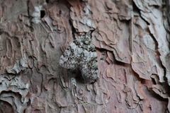 Catocala duplicata