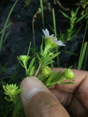 Symphyotrichum bracteolatum