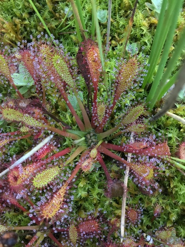 Drosera anglica