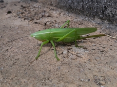 Parvarhynchus japonicus