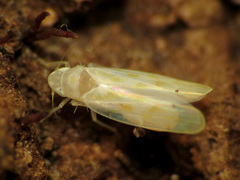 Erythroneurini