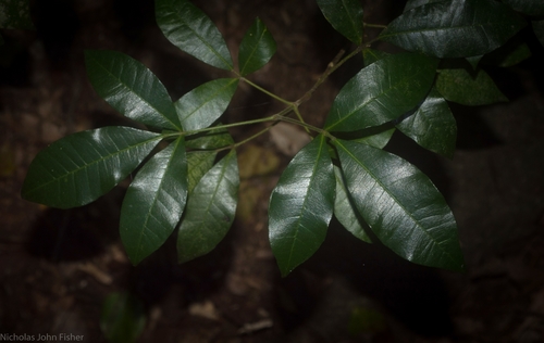 Bouchardatia neurococca (F.Muell.) Baill.