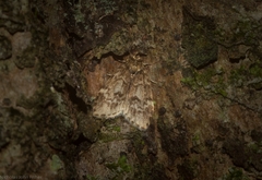 Scaphidriotis xylogramma