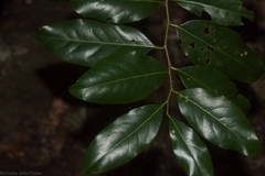 Casearia multinervosa