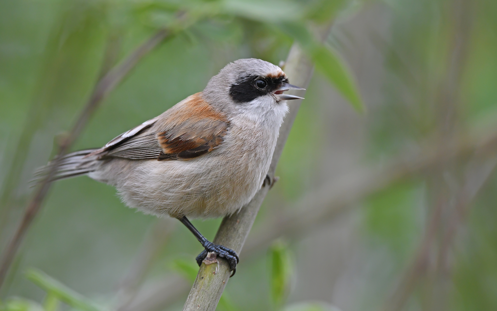 Eurasian Penduline Tit (Remiz pendulinus)