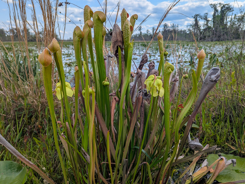 Sarracenia minor