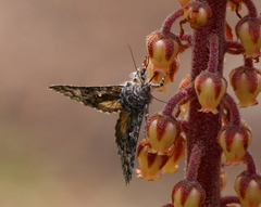 Syngrapha angulidens