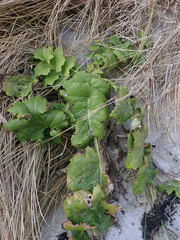 Sonchus grandifolius