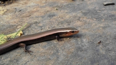Plestiodon brevirostris