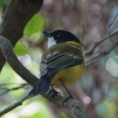 Pachycephala pectoralis contempta