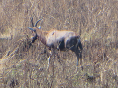 Damaliscus pygargus phillipsi