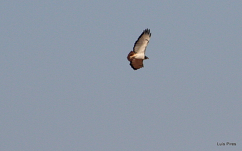 Augur Buzzard