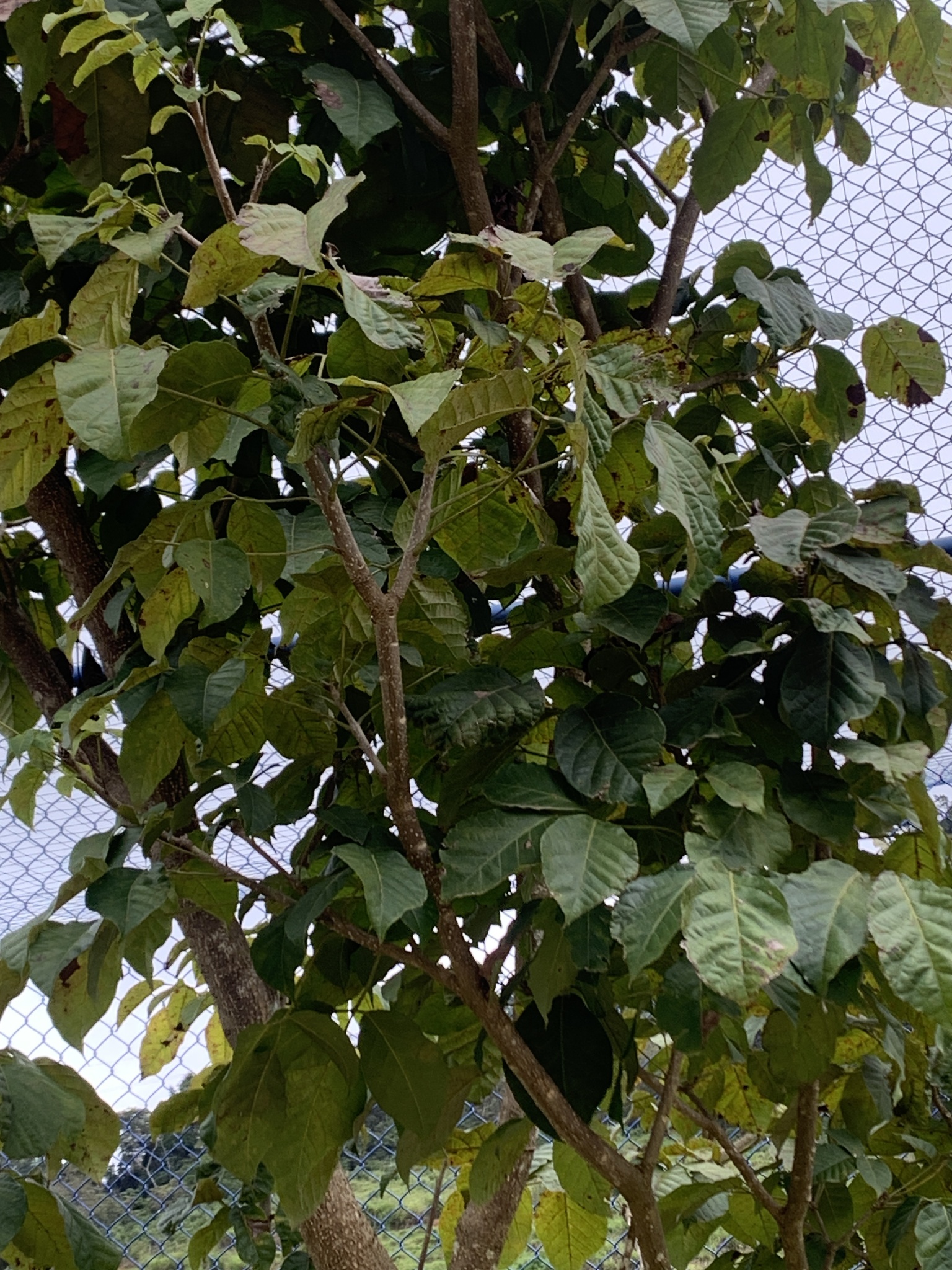 Imagem de Ipê-amarelo