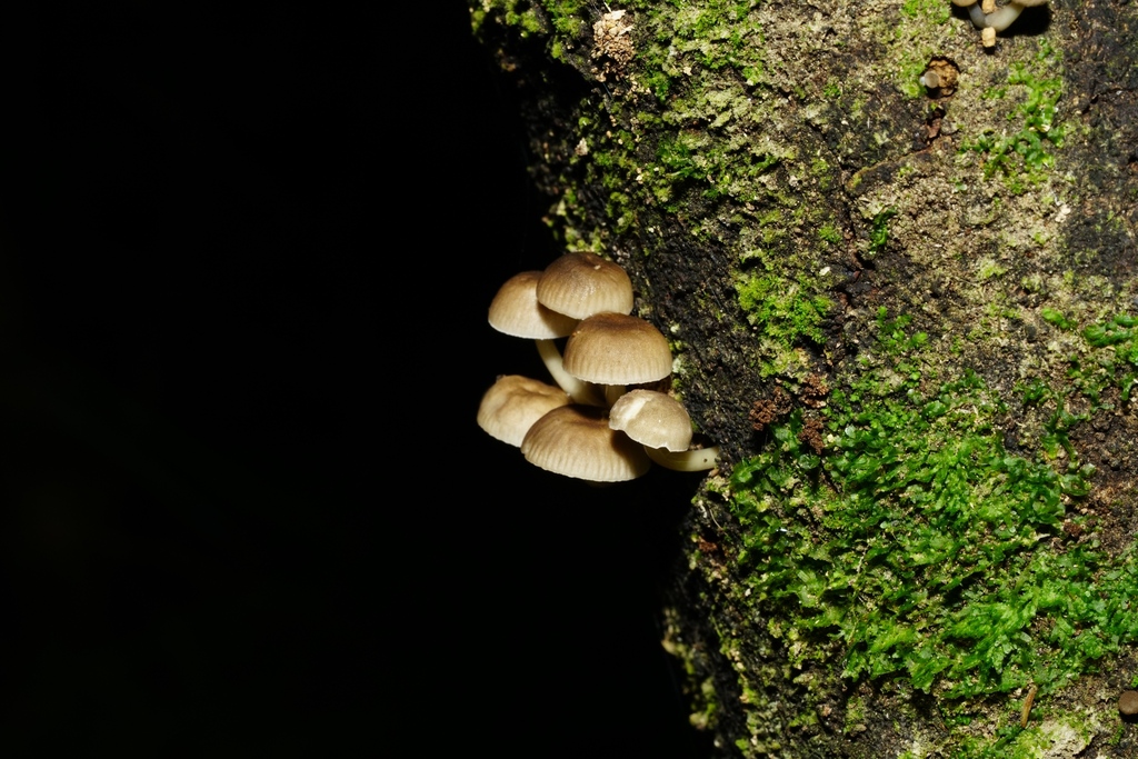 Roridomyces austrororidus · April 2025 · photo: © hanwen-zhang (iNaturalist, cc0)