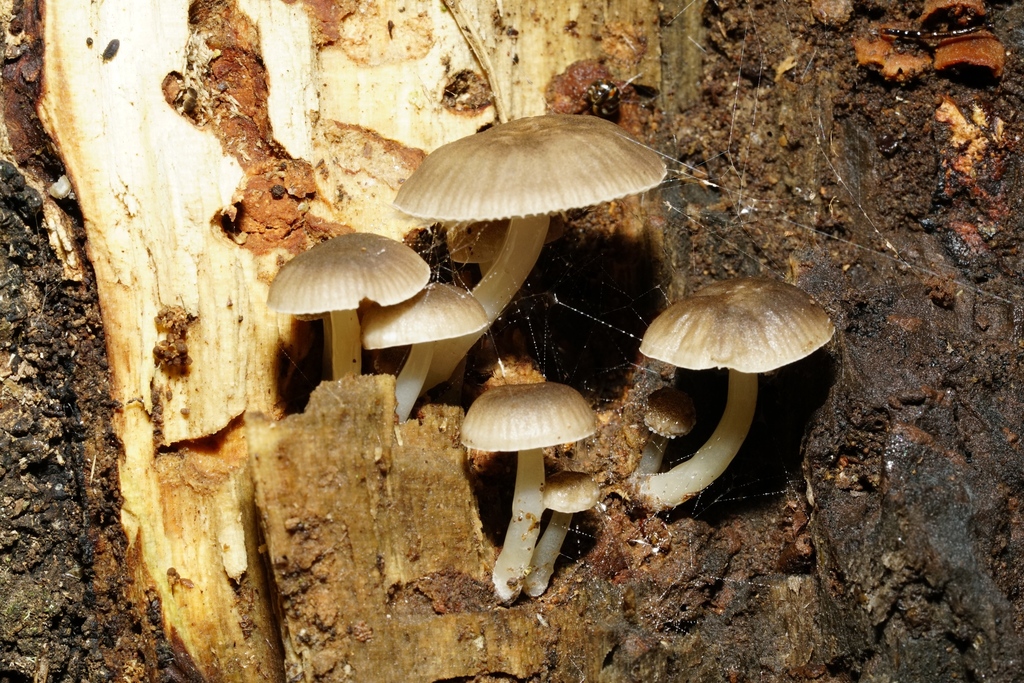 Roridomyces austrororidus · April 2025 · photo: © hanwen-zhang (iNaturalist, cc0)