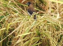 Lonchura striata