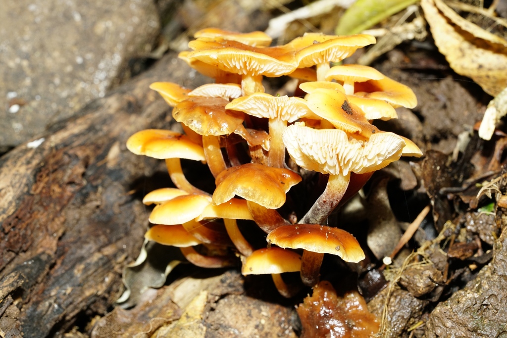Flammulina velutipes · April 2025 · photo: © hanwen-zhang (iNaturalist, cc0)