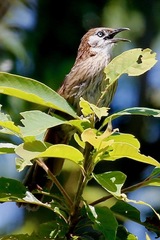 Turdoides nipalensis