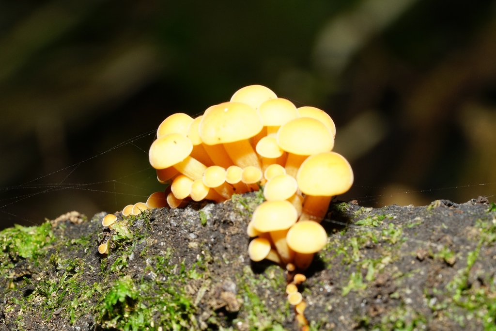 Flammulina velutipes · April 2025 · photo: © hanwen-zhang (iNaturalist, cc0)