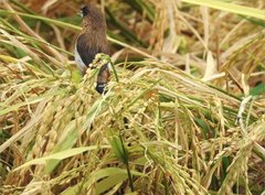 Lonchura striata