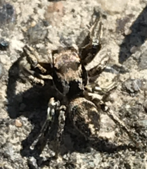 Habronattus klauseri