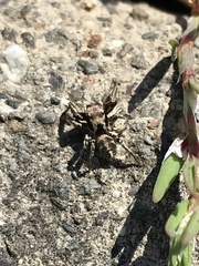 Habronattus klauseri