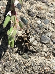 Habronattus klauseri