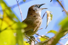 Turdoides nipalensis