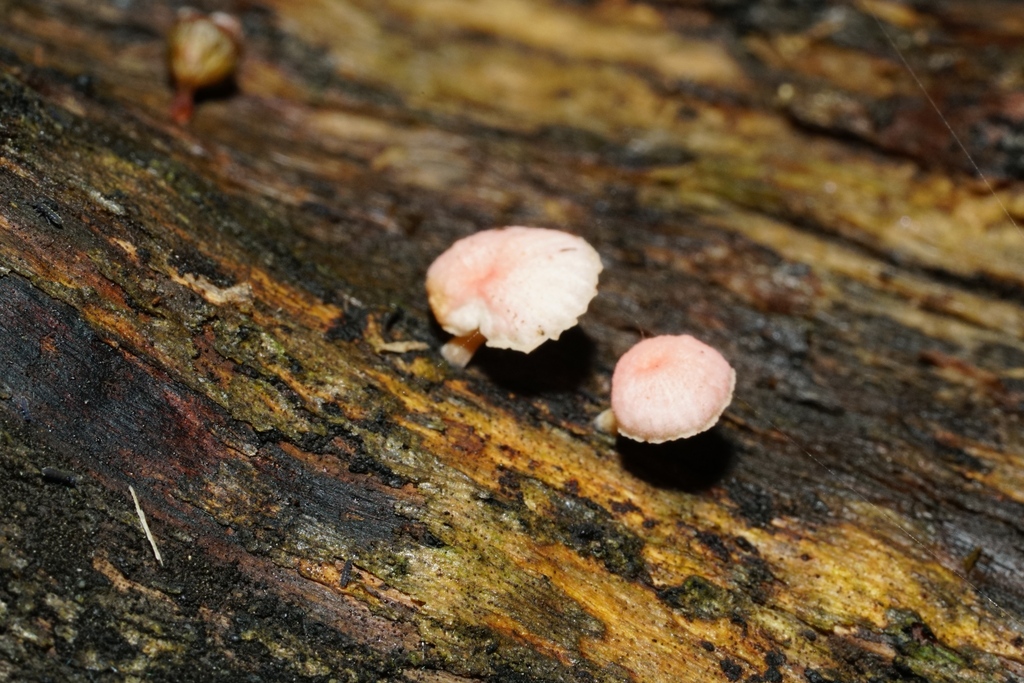 Mycena roseoflava · April 2025 · photo: © hanwen-zhang (iNaturalist, cc0)