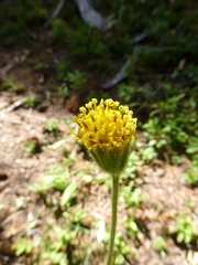 Arnica parryi