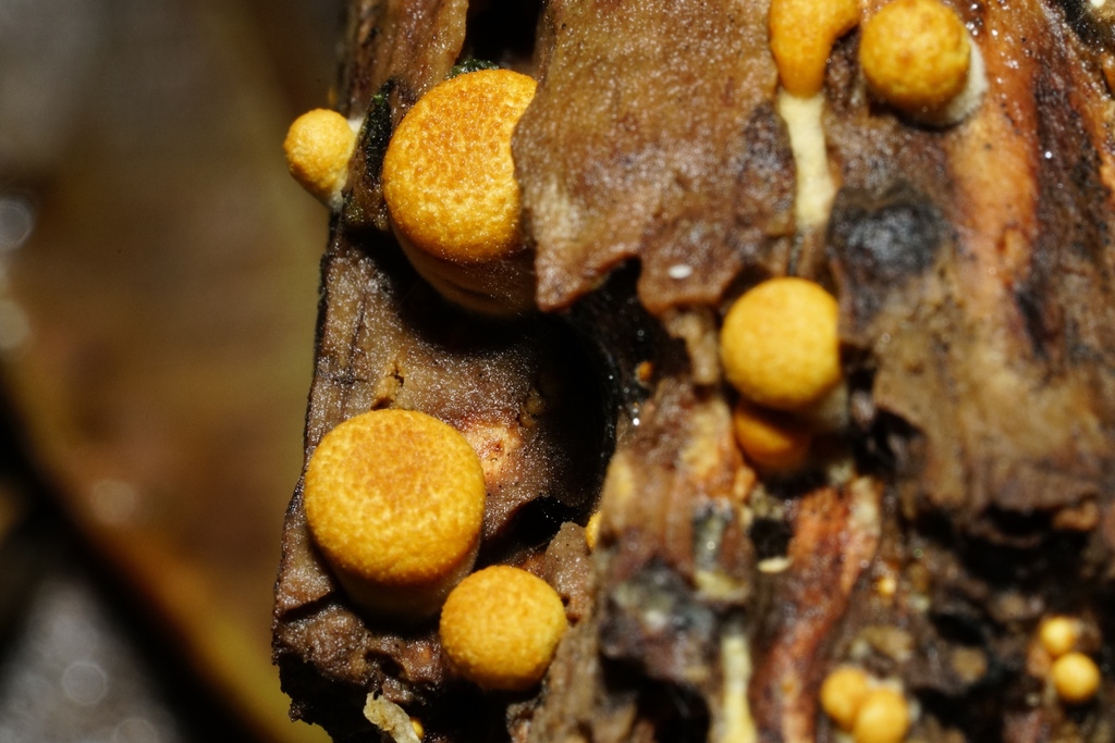 Crucibulum simile