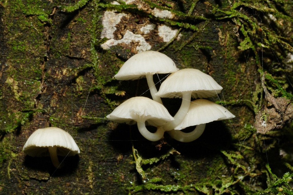 Roridomyces austrororidus · April 2025 · photo: © hanwen-zhang (iNaturalist, cc0)