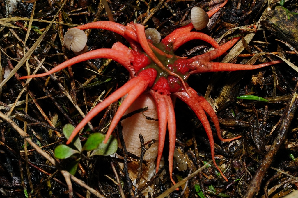 Aseroe rubra · April 2025 · photo: © hanwen-zhang (iNaturalist, cc0)