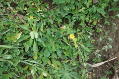 Crepidiastrum lanceolatum